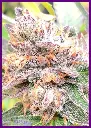 Banana-JellyZ-4-en.webp