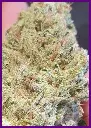 Frozen-cherry-4-1.webp