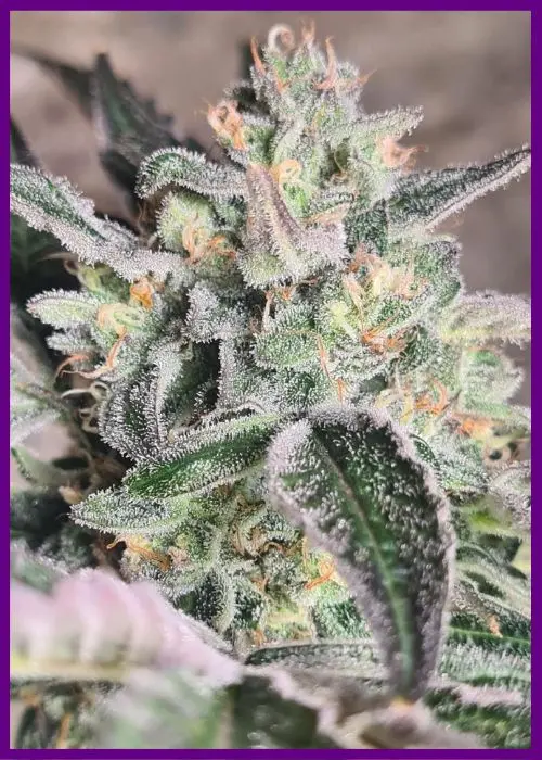 Frozen-cherry-4-1.webp