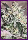 Frozen-cherry-4-1.webp