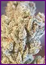 Banana-JellyZ-3-2.webp