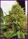 Frozen-cherry-4-1.webp
