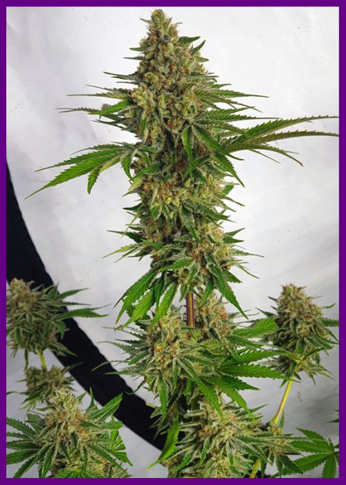 Miss-orange-nectar-4.webp