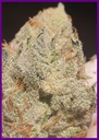Frozen-cherry-4-1.webp