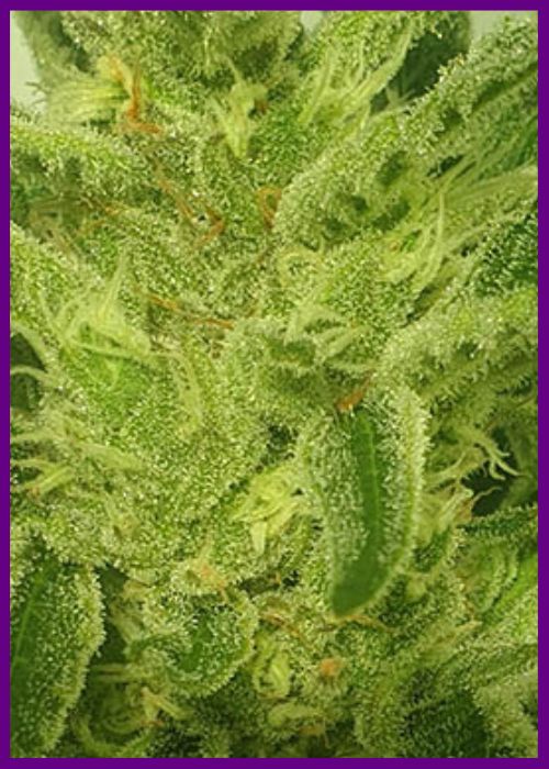 Miss-orange-nectar-4.webp