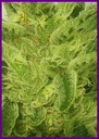 Miss-orange-nectar-4.webp
