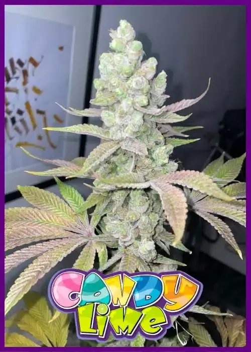 Banana-Jellyz-2-3.webp