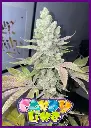 Banana-Jellyz-2-3.webp