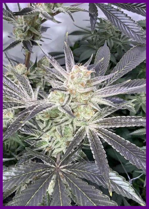 Frozen-cherry-4-1.webp