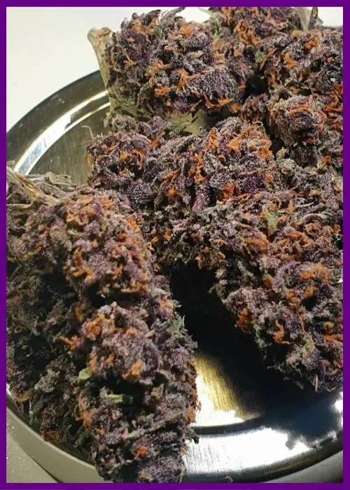 Miss-orange-nectar-4.webp