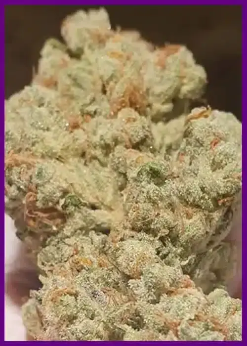 Banana-JellyZ-4-en.webp