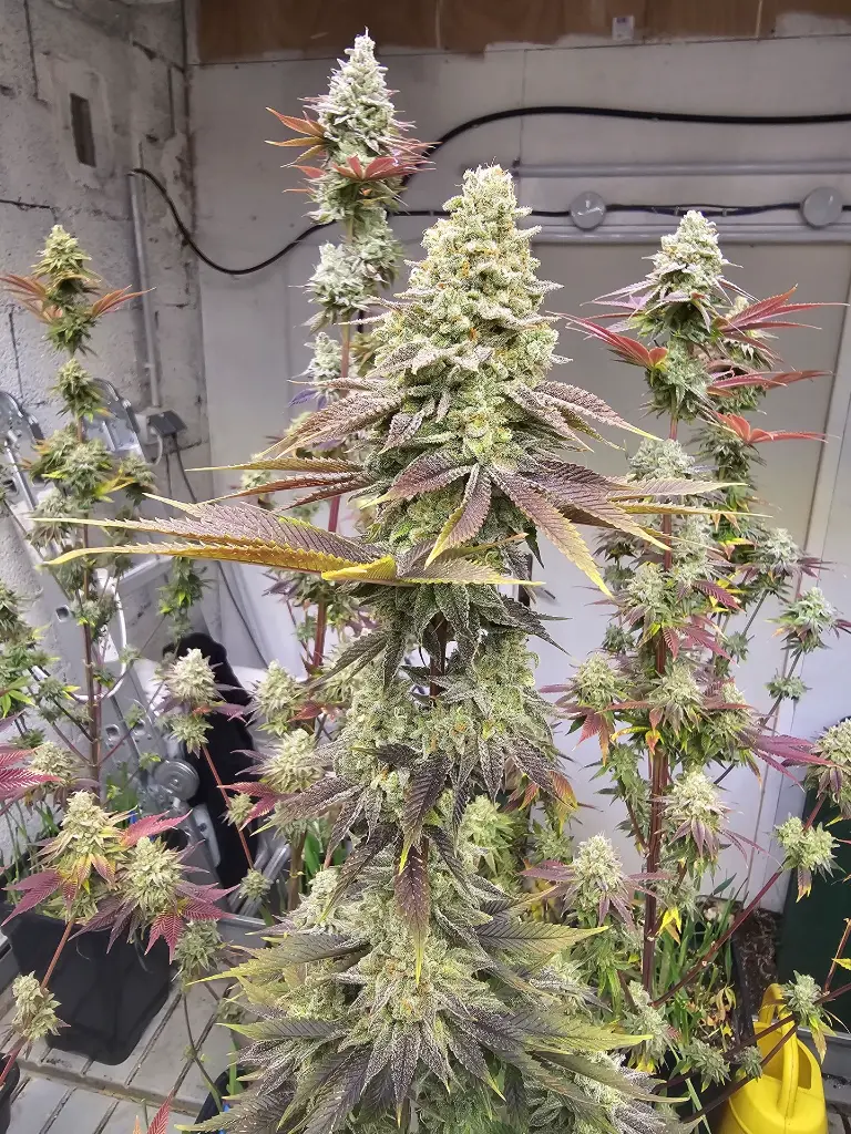 20240323_231914 (1).webp