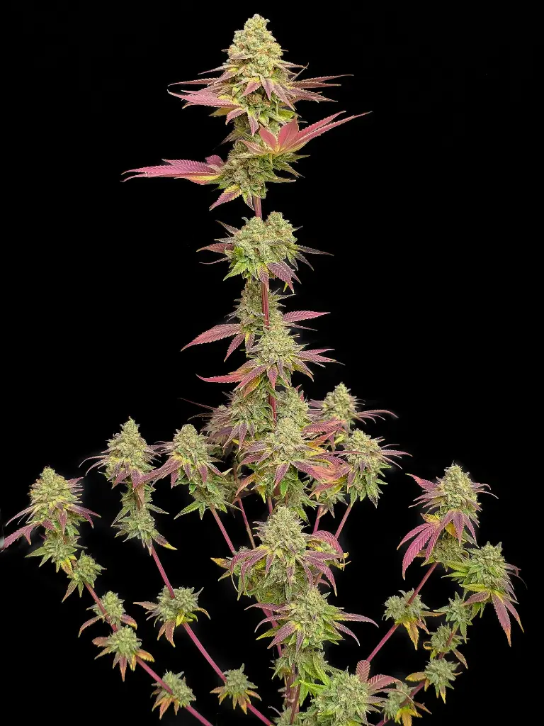 26032024-20240326_181839 (1).webp