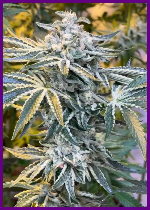 Banana-Jellyz-2-3.webp