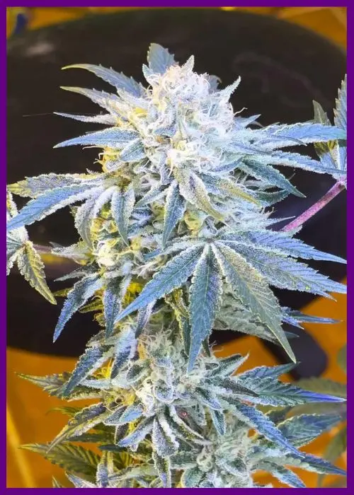 Banana-JellyZ-4-en.webp